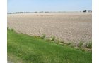 Property photo 9 - 172 Acres Offered in 3 Tracts - Prime Farmland